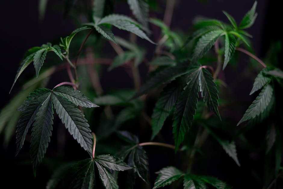 9 Must-Try Weed Nausea Relief Methods for First-Time Cannabis Users - High Not