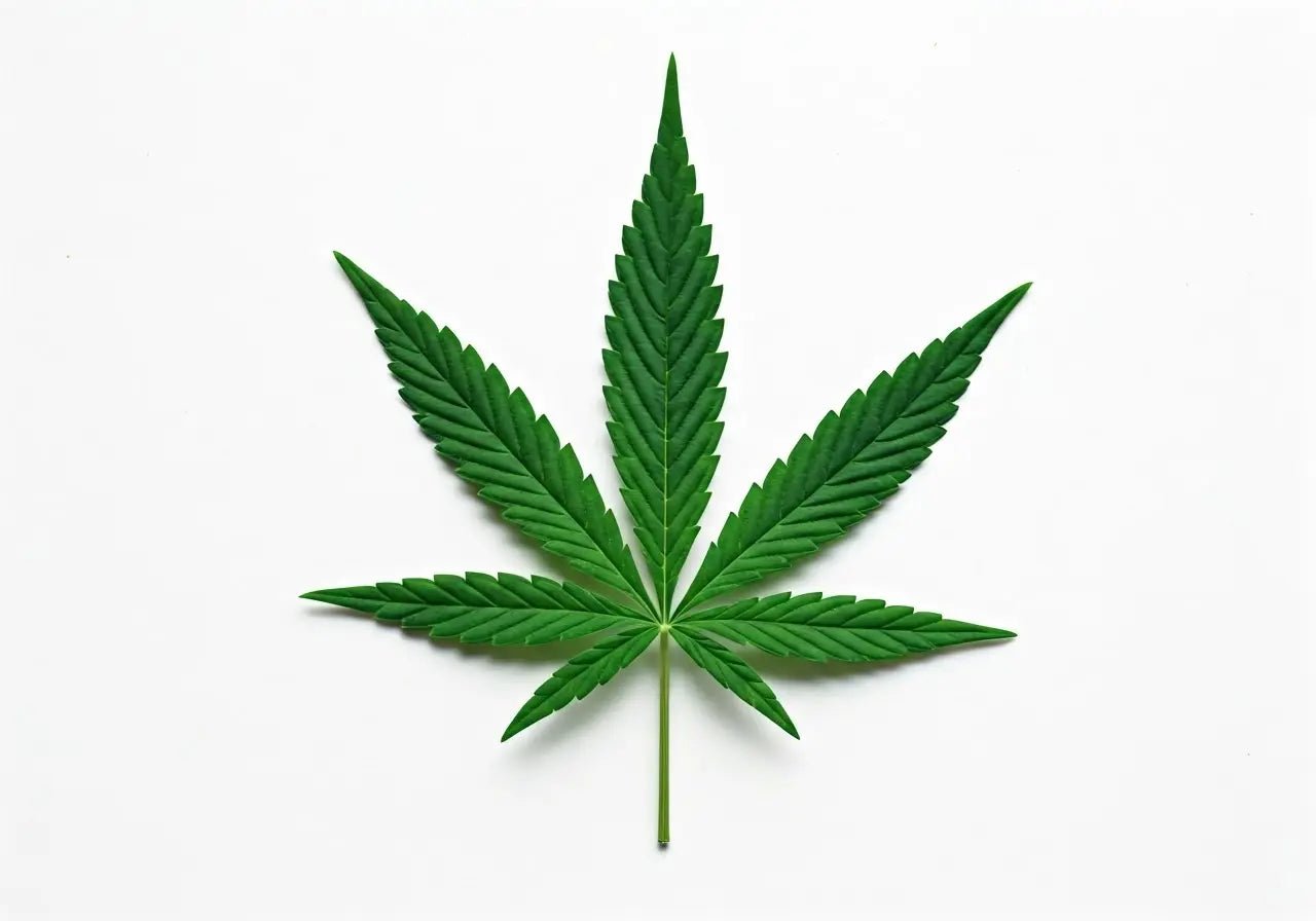High-Not: A User-Friendly Approach to Cannabis Use - High Not