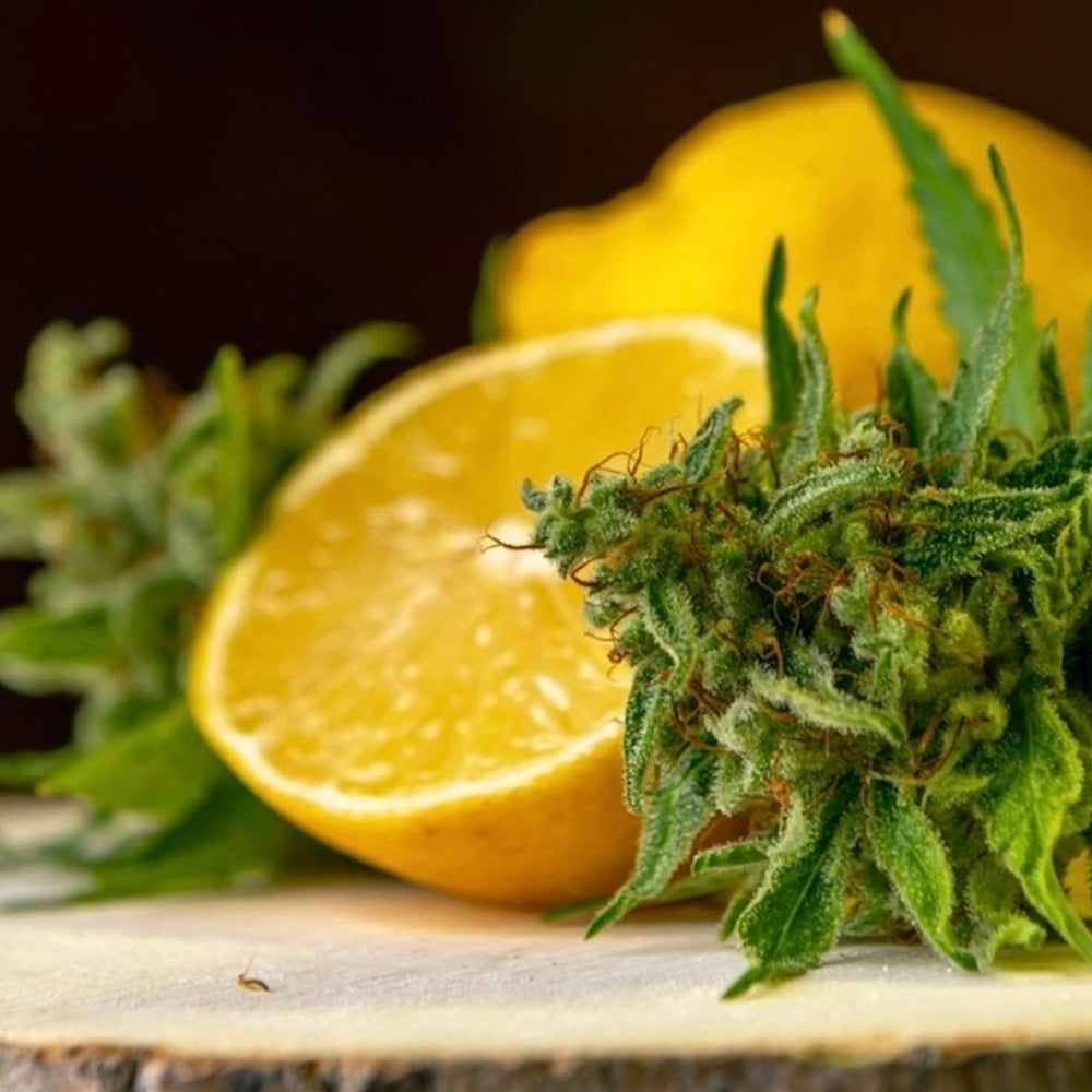 Beyond Cannabis: The Surprising Terpenes That Tame Your THC High - High Not