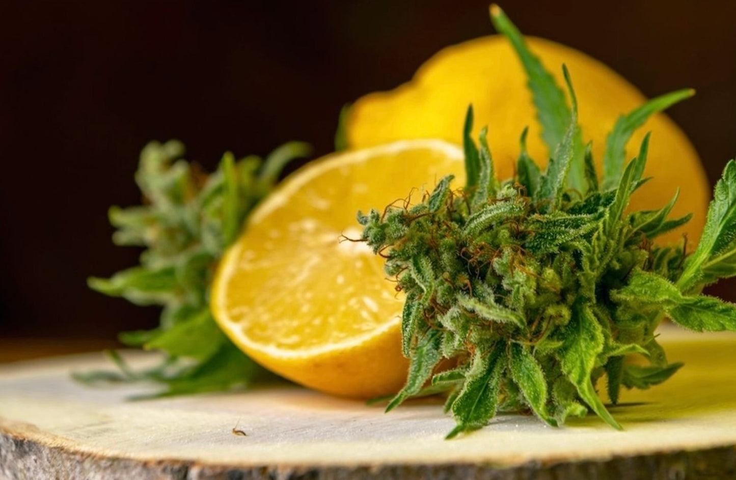 Beyond Cannabis: The Surprising Terpenes That Tame Your THC High - High Not