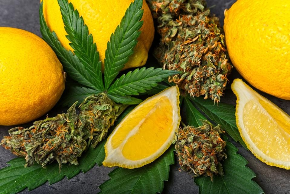 Feeling Overwhelmed After Cannabis? Science Says Limonene Can Help, and High-Not Has Plenty of It! - High Not