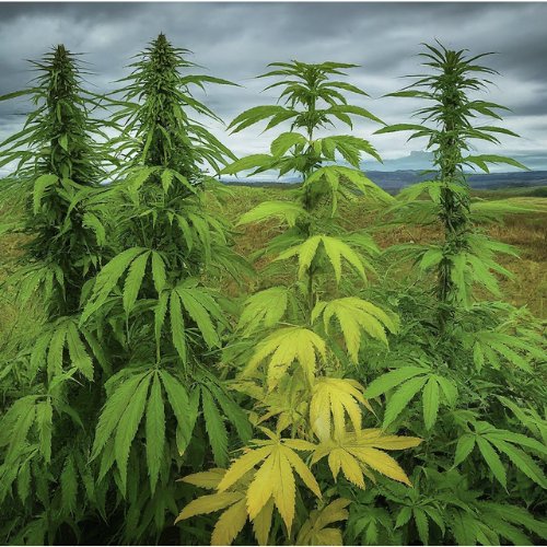 Indica, Sativa, Hybrid: Demystifying Marijuana Strains for the Modern Consumer - High Not